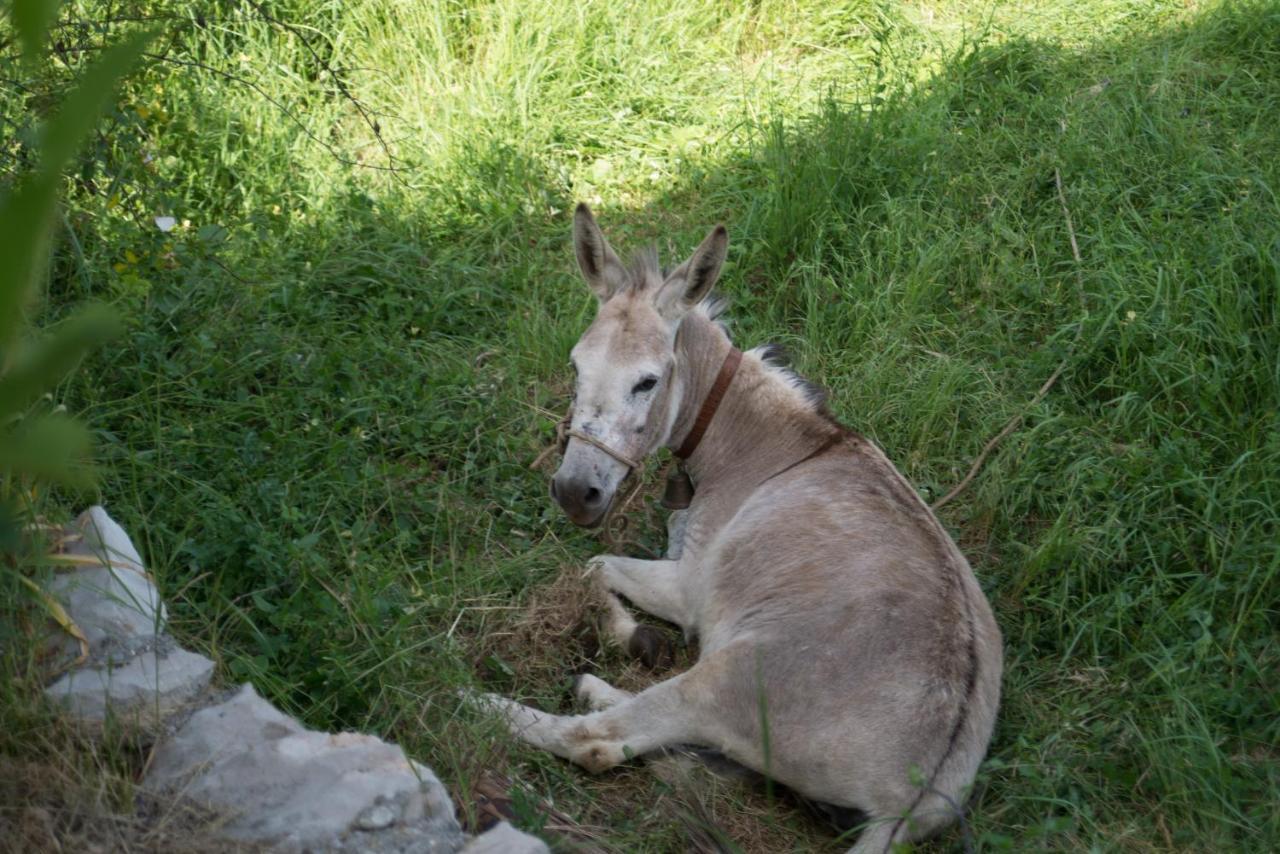 Lucha Apartman Apartman Rijeka Crnojevića Kültér fotó